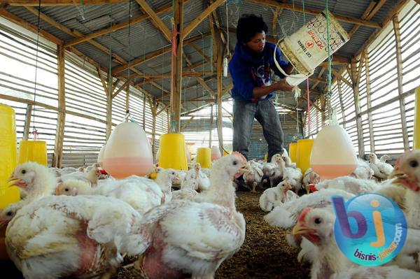  FOTO: Jakarta Banjir, Peternak Ayam Jabar Merugi Rp1,4 Miliar