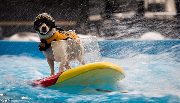  Wow, Anjing Ini Jago Bermain Wakeboarding dan Mengendarai Perahu Cepat