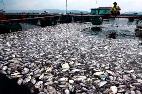  Wah, 700 Ton Ikan Mas dan Nilai di Waduk Ini Tiba-tiba Mati