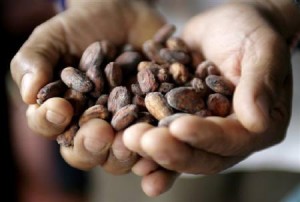  Harga Kakao Melonjak Tajam Akibat Musim Hujan