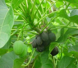  Pemerintah Diminta Perluas Potensi Tanaman Jarak
