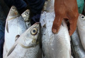  Harga Melejit, Ikan Bandeng Kelas Premium Mulai Diburu 