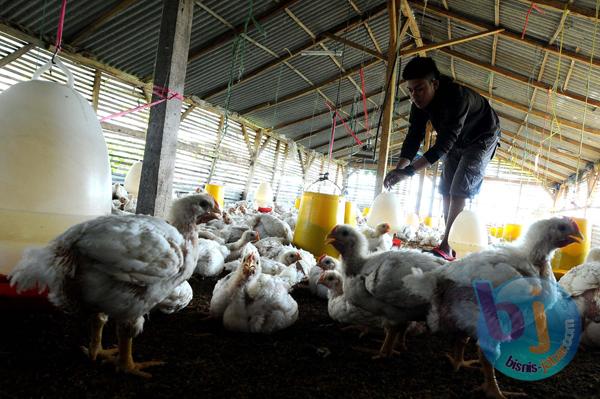  Warga Bandung Tertipu Investasi Ayam Super