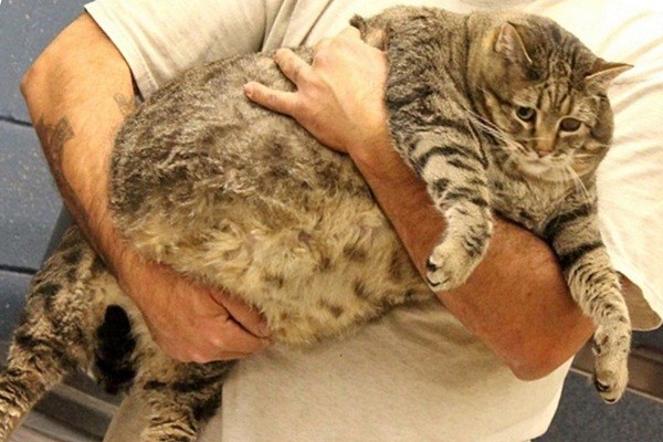  Kucing Seberat 15 Kilo Ini Akhirnya Ikuti Program Diet