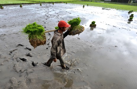  Dampak Banjir, Sektor Pertanian Rugi Rp2,54 Triliun, Padi 39.801 Ha Puso