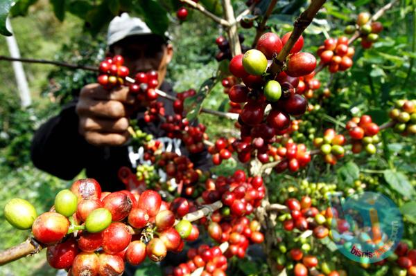  Produksi Kopi Jabar Bakal Meningkat