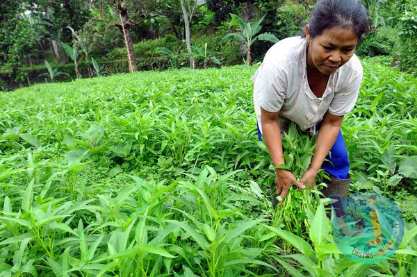  FOTO: Permintaan Benih Hortikultura Meningkat