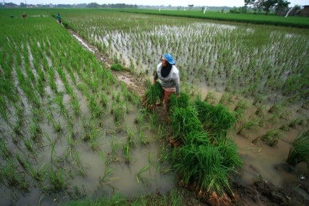  13.500 ton Benih Disiapkan untuk Sawah Puso