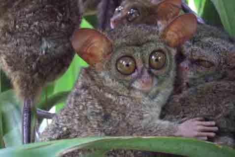  Belajar Kesetiaan dari Tarsius di Taman Margasatwa Tandurusa