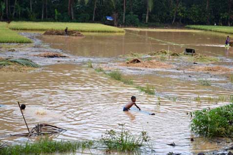  Petani Terkena Puso tak Dapat Ganti Rugi dari Pemerintah