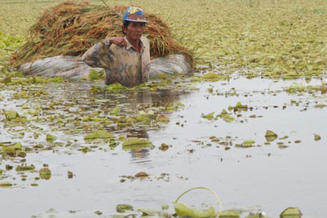 Gagal Panen, Petani Dapat Ganti Rugi Rp2 juta/Ha