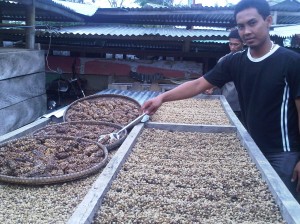  Mahasiswa IBI Kembangkan Kopi Luwak Fermentasi