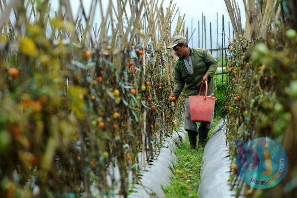  FOTO: Musim Hujan, Produksi Tomat Turun Drastis