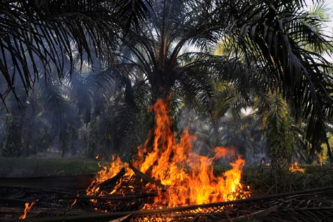  Lahan HTI Sagu PT NSP Di Riau Terbakar