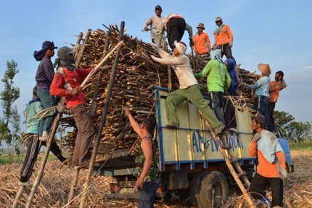  Dana PKBL, PTPN XI Jamin Kredit Petani