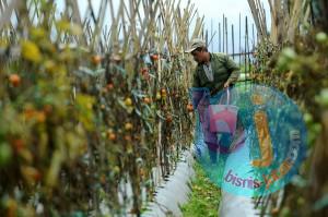  Petani Dituntut Mengolah Produk Pertaniannya 