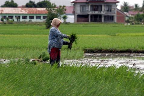  Subsidi Pupuk Organik Berpotensi Dihapus