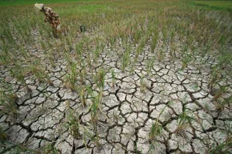 Dia mengatakan ketiadaan air pada musim tanam tersebut mengakibatkan banyak petani di daerah tersebut merugi. /bisnis.com