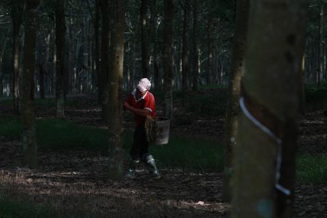  Dinas Perkebunan Riau dan BRI Remajakan 8.000 Ha Kebun Karet