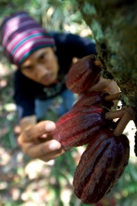  Produktivitas Kakao Rendah