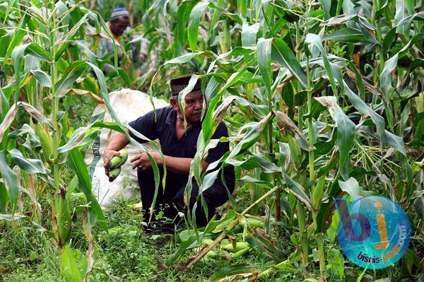  FOTO: Resi Gudang Hortikultura Sulit Diwujudkan