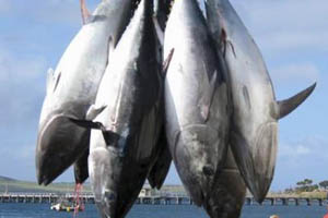  Potensi Ikan Tuna Indonesia Terbesar di Dunia