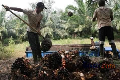  Banyak Perusahaan Perkebunan di Riau Tak Lengkap Izin