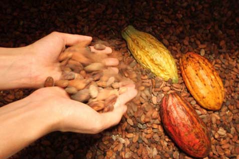 Kakao produksi petani/Antara