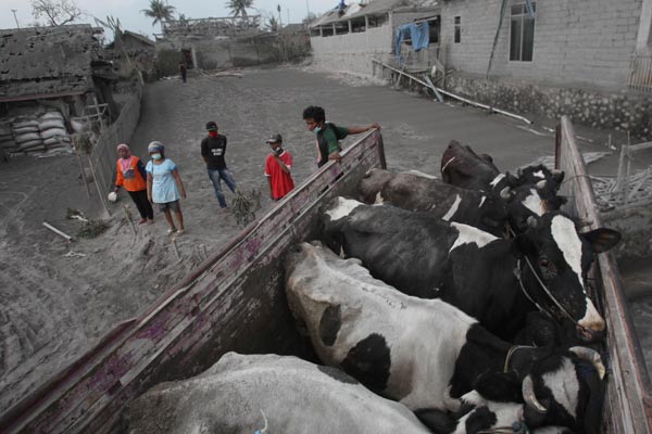  Jaga Produksi Susu Pascaerupsi, Pemkab Pasok Rumput 30 Ton