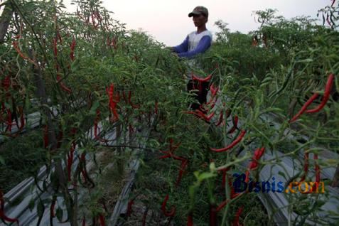  Erupsi Kelud, Hortindo Jamin Pasok Benih Hortikultura