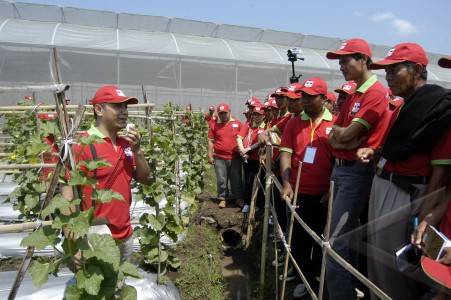  Erupsi Kelud: Hortindo Jamin Kebutuhan Perbenihan Hortikultura