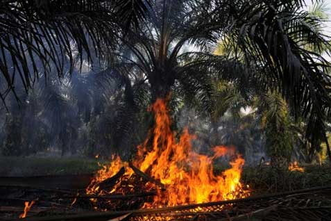  Kebakaran Lahan: 40 Orang Ini Berjibaku “Usir” Api Jauhi Bangunan