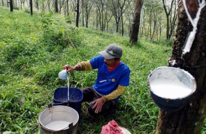  Harga Karet di Sumsel Capai Rp9.526/Kg