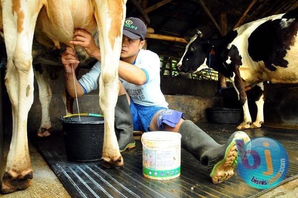  Konsentrat Naik, Peternak Sapi Perah Terpukul