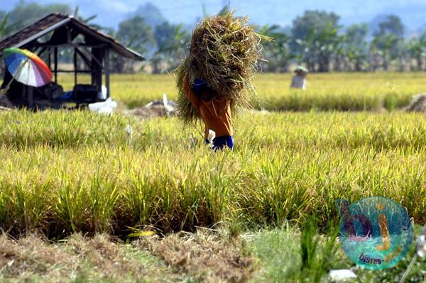  SRG Jadi Solusi Pembiayaan Petani