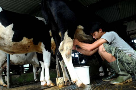  Gapoktan Suplai 4.000 Liter Susu ke Indolakto