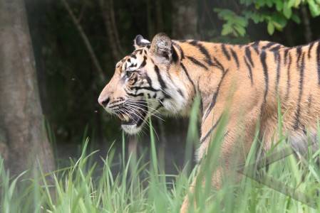  Hutan Riau Terbakar, Harimau Sumatra Keluar Hutan