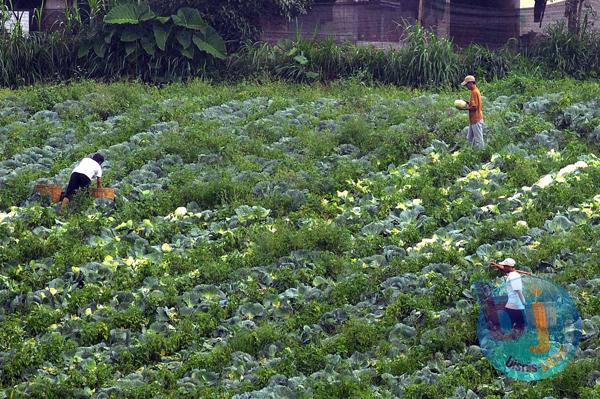  FOTO: HKTI Desak Pemerintah Kuatkan Sektor Hulu Hortikultura