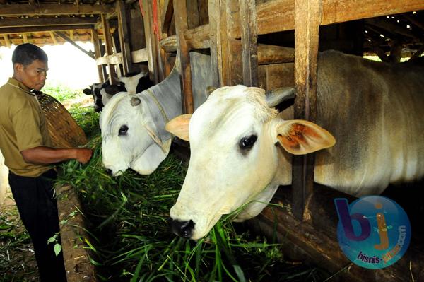  FOTO: Pendapatan Peternak Sapi Lokal Anjlok 30% Akibat Daging Oplosan