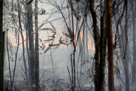  Kebakaran Hutan: 25 Orang Ditetapkan Jadi Tersangka