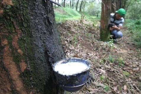  Harga Karet Bergerak Menguat Pagi Ini ke 227,8 Yen/Kg