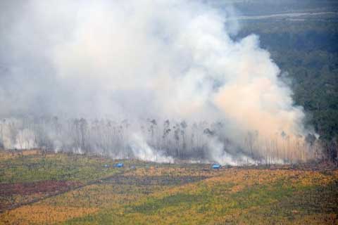  Asap Riau: Area Cagar Alam Giam Siak Kecil dan Tesso Nilo Terbakar