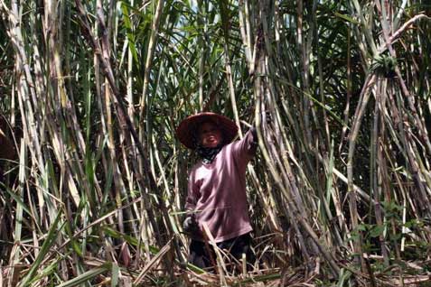  Gawat, Lahan Tebu di Cirebon Kian berkurang