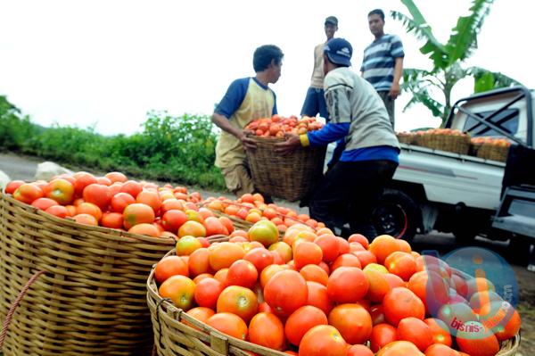  FOTO: Nilai Tukar Petani Jabar Februari 2014 Naik
