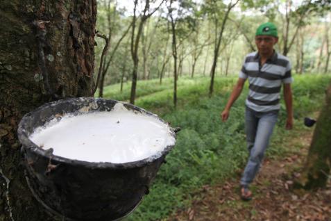  Harga Karet Melemah 0,66% ke 225,7 Yen/Kg Pagi Ini