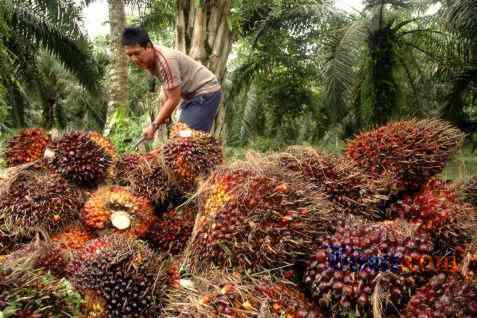  Harga CPO Ditutup Naik 0,29%