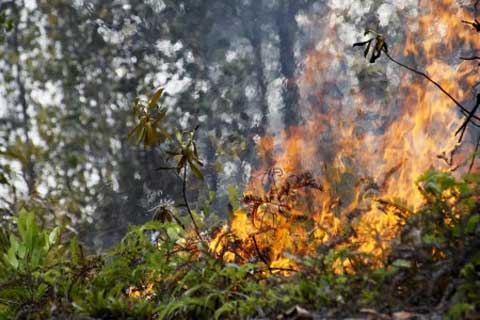 Kebakaran hutan di Riau/JIBI