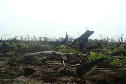  Perusakan Hutan, Merbau Pelalawan Selamat dari Gugatan Rp16 Triliun