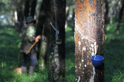  Harga Karet Dibuka Melemah 0,08% ke 235,9 Yen/Kg