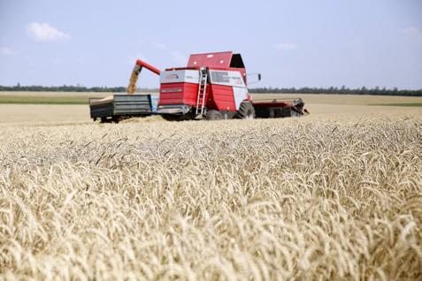  Suhu Dingin Ancam Panen, Harga Gandum Menguat Tajam